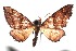 ( - 16-SRNP-102442)  @11 [ ] CreativeCommons  Attribution Non-Commercial Share-Alike (2017) Daniel H. Janzen Guanacaste Dry Forest Conservation Fund