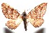  ( - 16-SRNP-102444)  @11 [ ] CreativeCommons  Attribution Non-Commercial Share-Alike (2017) Daniel H. Janzen Guanacaste Dry Forest Conservation Fund
