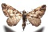  ( - 16-SRNP-102448)  @13 [ ] CreativeCommons  Attribution Non-Commercial Share-Alike (2017) Daniel H. Janzen Guanacaste Dry Forest Conservation Fund