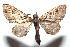 ( - 16-SRNP-102449)  @14 [ ] CreativeCommons  Attribution Non-Commercial Share-Alike (2017) Daniel H. Janzen Guanacaste Dry Forest Conservation Fund