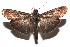  ( - 16-SRNP-102524)  @14 [ ] CreativeCommons  Attribution Non-Commercial Share-Alike (2017) Daniel H. Janzen Guanacaste Dry Forest Conservation Fund