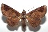  ( - 16-SRNP-102539)  @14 [ ] CreativeCommons  Attribution Non-Commercial Share-Alike (2017) Daniel H. Janzen Guanacaste Dry Forest Conservation Fund