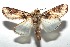  ( - 16-SRNP-102544)  @14 [ ] CreativeCommons  Attribution Non-Commercial Share-Alike (2017) Daniel H. Janzen Guanacaste Dry Forest Conservation Fund