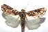  ( - 16-SRNP-102547)  @14 [ ] CreativeCommons  Attribution Non-Commercial Share-Alike (2017) Daniel H. Janzen Guanacaste Dry Forest Conservation Fund