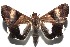  ( - 16-SRNP-102558)  @14 [ ] CreativeCommons  Attribution Non-Commercial Share-Alike (2017) Daniel H. Janzen Guanacaste Dry Forest Conservation Fund