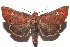  ( - 16-SRNP-102563)  @14 [ ] CreativeCommons  Attribution Non-Commercial Share-Alike (2017) Daniel H. Janzen Guanacaste Dry Forest Conservation Fund