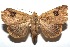  ( - 16-SRNP-102566)  @13 [ ] CreativeCommons  Attribution Non-Commercial Share-Alike (2017) Daniel H. Janzen Guanacaste Dry Forest Conservation Fund