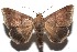  ( - 16-SRNP-102567)  @14 [ ] CreativeCommons  Attribution Non-Commercial Share-Alike (2017) Daniel H. Janzen Guanacaste Dry Forest Conservation Fund