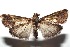  ( - 16-SRNP-102592)  @14 [ ] CreativeCommons  Attribution Non-Commercial Share-Alike (2017) Daniel H. Janzen Guanacaste Dry Forest Conservation Fund