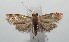  ( - 16-SRNP-102649)  @13 [ ] CreativeCommons  Attribution Non-Commercial Share-Alike (2017) Daniel H. Janzen Guanacaste Dry Forest Conservation Fund