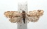  (Argyrotaenia BioLep111 - 16-SRNP-102652)  @13 [ ] CreativeCommons  Attribution Non-Commercial Share-Alike (2017) Daniel H. Janzen Guanacaste Dry Forest Conservation Fund