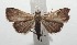  ( - 16-SRNP-102685)  @13 [ ] CreativeCommons  Attribution Non-Commercial Share-Alike (2017) Daniel H. Janzen Guanacaste Dry Forest Conservation Fund