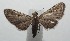  (Eupithecia BioLep2687 - 16-SRNP-102687)  @13 [ ] CreativeCommons  Attribution Non-Commercial Share-Alike (2017) Daniel H. Janzen Guanacaste Dry Forest Conservation Fund