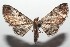  (Eupithecia triangulifera - 16-SRNP-102697)  @14 [ ] CreativeCommons  Attribution Non-Commercial Share-Alike (2017) Daniel H. Janzen Guanacaste Dry Forest Conservation Fund
