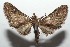  ( - 16-SRNP-102699)  @13 [ ] CreativeCommons  Attribution Non-Commercial Share-Alike (2017) Daniel H. Janzen Guanacaste Dry Forest Conservation Fund