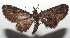  ( - 16-SRNP-102703)  @13 [ ] CreativeCommons  Attribution Non-Commercial Share-Alike (2017) Daniel H. Janzen Guanacaste Dry Forest Conservation Fund