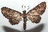  ( - 16-SRNP-102704)  @13 [ ] CreativeCommons  Attribution Non-Commercial Share-Alike (2017) Daniel H. Janzen Guanacaste Dry Forest Conservation Fund