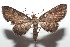  ( - 16-SRNP-102705)  @13 [ ] CreativeCommons  Attribution Non-Commercial Share-Alike (2017) Daniel H. Janzen Guanacaste Dry Forest Conservation Fund