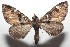 (Eupithecia BioLep129 - 16-SRNP-102709)  @15 [ ] CreativeCommons  Attribution Non-Commercial Share-Alike (2017) Daniel H. Janzen Guanacaste Dry Forest Conservation Fund