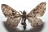  ( - 16-SRNP-102710)  @14 [ ] CreativeCommons  Attribution Non-Commercial Share-Alike (2017) Daniel H. Janzen Guanacaste Dry Forest Conservation Fund