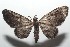  (Eupithecia Biolep2712 - 16-SRNP-102712)  @13 [ ] CreativeCommons  Attribution Non-Commercial Share-Alike (2017) Daniel H. Janzen Guanacaste Dry Forest Conservation Fund
