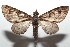  ( - 16-SRNP-102714)  @13 [ ] CreativeCommons  Attribution Non-Commercial Share-Alike (2017) Daniel H. Janzen Guanacaste Dry Forest Conservation Fund