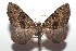  (Spargania BioLep330 - 16-SRNP-102717)  @15 [ ] CreativeCommons  Attribution Non-Commercial Share-Alike (2017) Daniel H. Janzen Guanacaste Dry Forest Conservation Fund