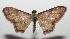  ( - 16-SRNP-102719)  @14 [ ] CreativeCommons  Attribution Non-Commercial Share-Alike (2017) Daniel H. Janzen Guanacaste Dry Forest Conservation Fund