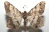  (Macaria abydataDHJ02 - 16-SRNP-102731)  @14 [ ] CreativeCommons  Attribution Non-Commercial Share-Alike (2017) Daniel H. Janzen Guanacaste Dry Forest Conservation Fund