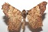  ( - 16-SRNP-102733)  @14 [ ] CreativeCommons  Attribution Non-Commercial Share-Alike (2017) Daniel H. Janzen Guanacaste Dry Forest Conservation Fund