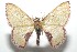  ( - 16-SRNP-102742)  @14 [ ] CreativeCommons  Attribution Non-Commercial Share-Alike (2017) Daniel H. Janzen Guanacaste Dry Forest Conservation Fund