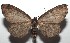  ( - 16-SRNP-102766)  @14 [ ] CreativeCommons  Attribution Non-Commercial Share-Alike (2017) Daniel H. Janzen Guanacaste Dry Forest Conservation Fund