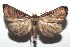  ( - 16-SRNP-102767)  @14 [ ] CreativeCommons  Attribution Non-Commercial Share-Alike (2017) Daniel H. Janzen Guanacaste Dry Forest Conservation Fund