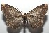  ( - 16-SRNP-102786)  @13 [ ] CreativeCommons  Attribution Non-Commercial Share-Alike (2017) Daniel H. Janzen Guanacaste Dry Forest Conservation Fund