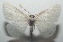  ( - 16-SRNP-102793)  @14 [ ] CreativeCommons  Attribution Non-Commercial Share-Alike (2017) Daniel H. Janzen Guanacaste Dry Forest Conservation Fund