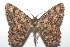  ( - 16-SRNP-102798)  @14 [ ] CreativeCommons  Attribution Non-Commercial Share-Alike (2017) Daniel H. Janzen Guanacaste Dry Forest Conservation Fund