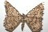  ( - 16-SRNP-102799)  @13 [ ] CreativeCommons  Attribution Non-Commercial Share-Alike (2017) Daniel H. Janzen Guanacaste Dry Forest Conservation Fund