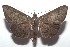  ( - 16-SRNP-102837)  @14 [ ] CreativeCommons  Attribution Non-Commercial Share-Alike (2017) Daniel H. Janzen Guanacaste Dry Forest Conservation Fund