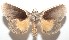  (Gonodonta BioLep12 - 16-SRNP-102844)  @14 [ ] CreativeCommons  Attribution Non-Commercial Share-Alike (2017) Daniel H. Janzen Guanacaste Dry Forest Conservation Fund
