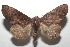  ( - 16-SRNP-102849)  @14 [ ] CreativeCommons  Attribution Non-Commercial Share-Alike (2017) Daniel H. Janzen Guanacaste Dry Forest Conservation Fund