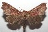  ( - 16-SRNP-102853)  @11 [ ] CreativeCommons  Attribution Non-Commercial Share-Alike (2017) Daniel H. Janzen Guanacaste Dry Forest Conservation Fund