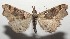  ( - 16-SRNP-102885)  @13 [ ] CreativeCommons  Attribution Non-Commercial Share-Alike (2017) Daniel H. Janzen Guanacaste Dry Forest Conservation Fund