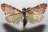  ( - 16-SRNP-102901)  @13 [ ] CreativeCommons  Attribution Non-Commercial Share-Alike (2017) Daniel H. Janzen Guanacaste Dry Forest Conservation Fund