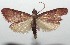 ( - 16-SRNP-102905)  @14 [ ] CreativeCommons  Attribution Non-Commercial Share-Alike (2017) Daniel H. Janzen Guanacaste Dry Forest Conservation Fund