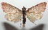  ( - 16-SRNP-102906)  @14 [ ] CreativeCommons  Attribution Non-Commercial Share-Alike (2017) Daniel H. Janzen Guanacaste Dry Forest Conservation Fund