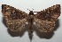 ( - 16-SRNP-103005)  @14 [ ] CreativeCommons  Attribution Non-Commercial Share-Alike (2017) Daniel H. Janzen Guanacaste Dry Forest Conservation Fund