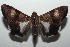  ( - 16-SRNP-103012)  @14 [ ] CreativeCommons  Attribution Non-Commercial Share-Alike (2017) Daniel H. Janzen Guanacaste Dry Forest Conservation Fund