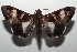  ( - 16-SRNP-103013)  @14 [ ] CreativeCommons  Attribution Non-Commercial Share-Alike (2017) Daniel H. Janzen Guanacaste Dry Forest Conservation Fund