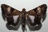  ( - 16-SRNP-103016)  @13 [ ] CreativeCommons  Attribution Non-Commercial Share-Alike (2017) Daniel H. Janzen Guanacaste Dry Forest Conservation Fund