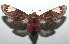  ( - 16-SRNP-103037)  @14 [ ] CreativeCommons  Attribution Non-Commercial Share-Alike (2017) Daniel H. Janzen Guanacaste Dry Forest Conservation Fund